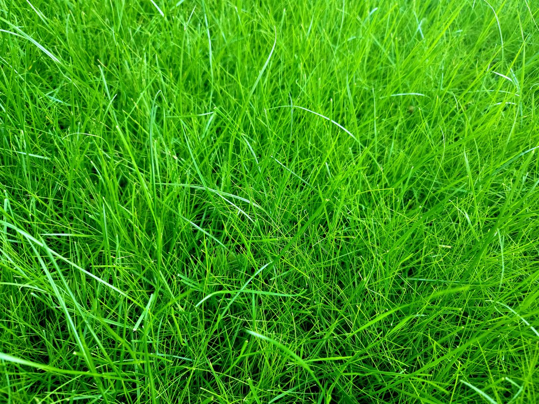 Thick, mature lawn thirty-one days after a TurfBlaster hydroseed application
