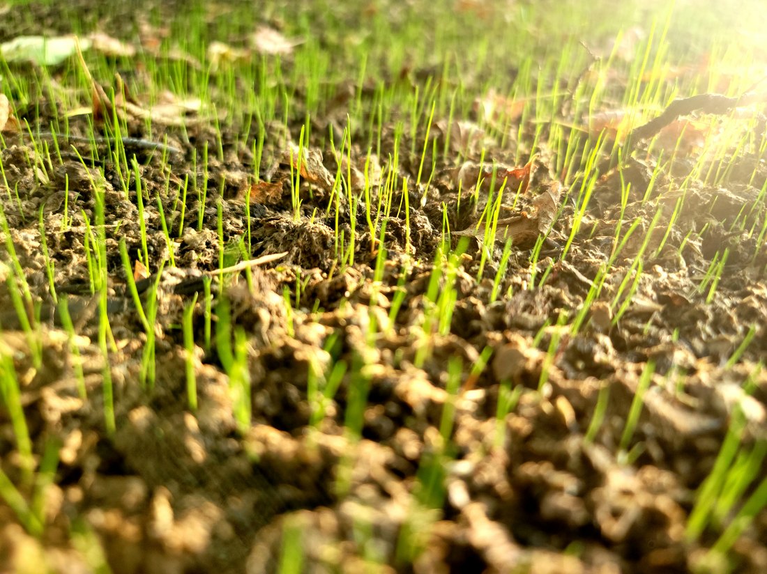 Even, healthy grass germination six days after a TurfBlaster hydroseed application