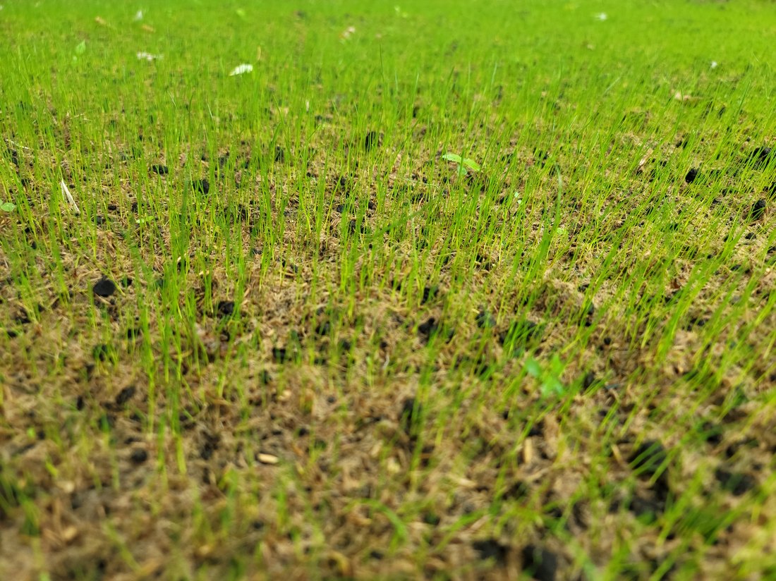 Dense grass stand filling in seven days after a TurfBlaster hydroseed application